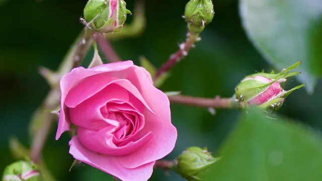 Rose (Foto: Klaus-Christian Hirte) Rose (Foto: Klaus-Christian Hirte)