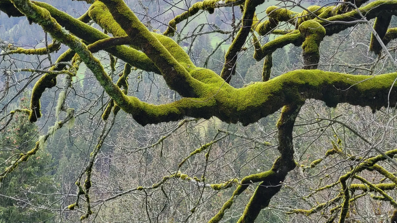 Ast (Foto: unbekannt) Ast (Foto: unbekannt)