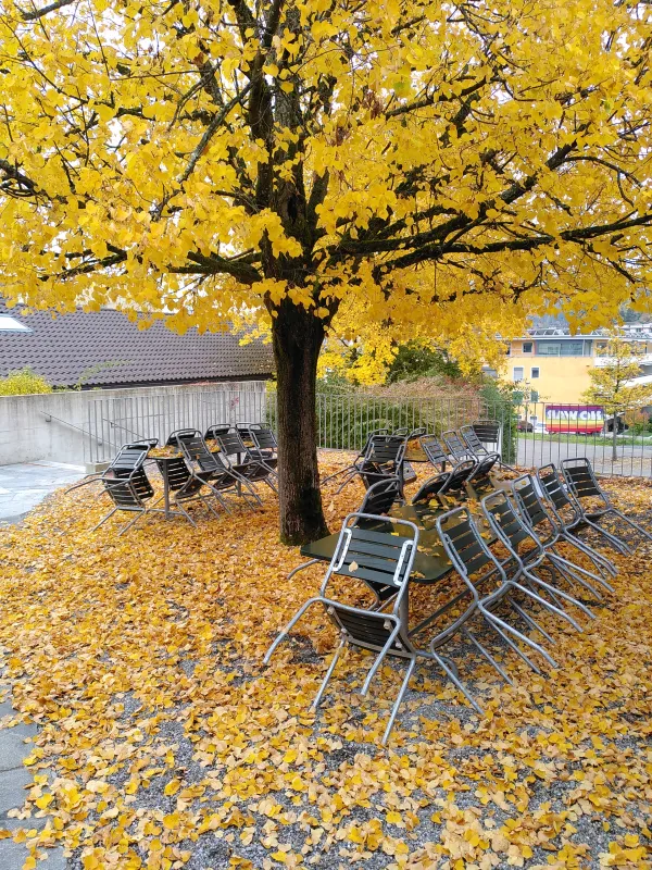 Lindenterrasse im Herbst (Foto: 2880x3840idi Degiorgi) Lindenterrasse im Herbst (Foto: 2880x3840idi Degiorgi)