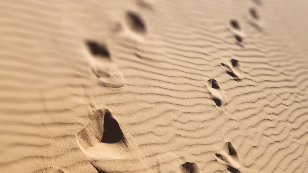 Spuren_im_Sand (Foto: unbekannt) Spuren_im_Sand (Foto: unbekannt)