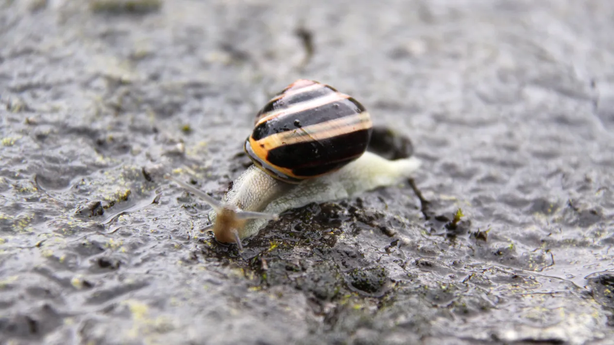 Schnecke (Foto: David Jufer) Schnecke — Gartenschnirkelschnecke, Gartenbänderschnecke (Cepaea hortensis) (Foto: David Jufer)