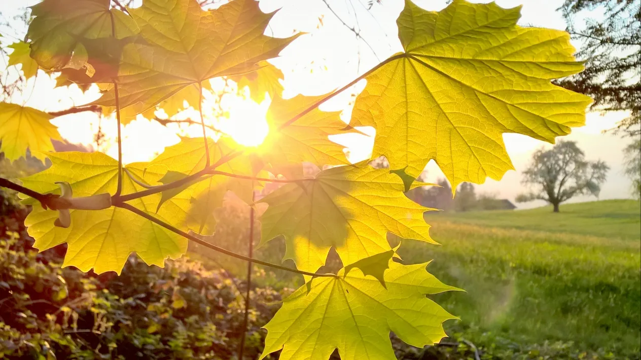 Sonnenschein durch Blätter (Foto: David Jufer) Sonnenschein durch Blätter (Foto: David Jufer)