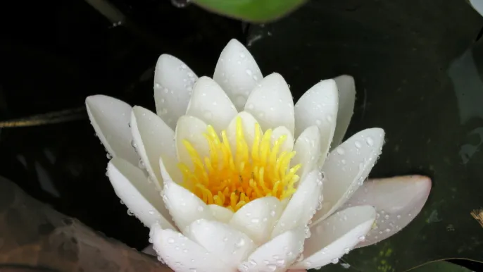 Seerose (Foto: David Jufer) Seerose (Foto: David Jufer)