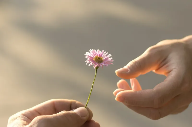 Hand+Blume (Foto: 123RF) Hand+Blume (Foto: 123RF)