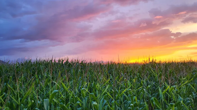 Lachen_Top_Sonne+Feld (Foto: Edwin Egeter) Lachen_Top_Sonne+Feld (Foto: Edwin Egeter)